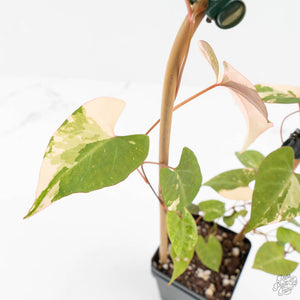Fallopia Multiflora Albo Variegated (wk18-D)