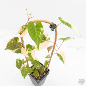 Fallopia Multiflora Albo Variegated (wk18-D)
