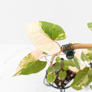 Fallopia Multiflora Albo Variegated (wk18-D)