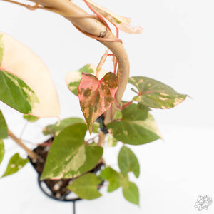 Fallopia Multiflora Albo Variegated (wk18-D)