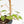 Fallopia Multiflora Albo Variegated (wk18-D)