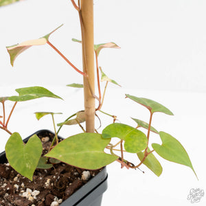 Fallopia Multiflora Albo Variegated (wk18-D)