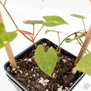 Fallopia Multiflora Albo Variegated (wk18-D)