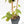 Fallopia Multiflora Albo Variegated (wk18-D)