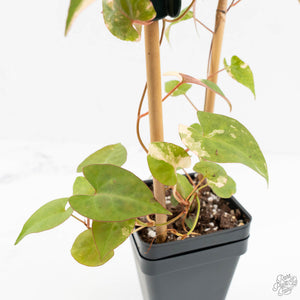 Fallopia Multiflora Albo Variegated (wk18-D)