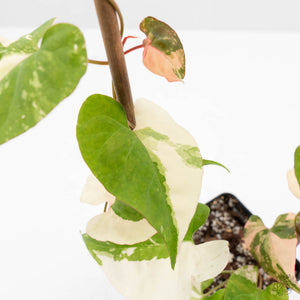 Fallopia Multiflora Albo/Pink Variegated (wk19-P)
