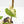 Fallopia Multiflora Albo/Pink Variegated (wk19-P)