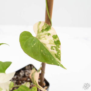 Fallopia Multiflora Albo/Pink Variegated (wk19-P)