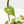 Fallopia Multiflora Albo/Pink Variegated (wk19-P)