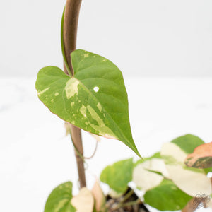 Fallopia Multiflora Albo/Pink Variegated (wk19-P)