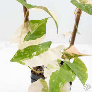 Fallopia Multiflora Albo/Pink Variegated (wk19-P)