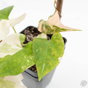 Fallopia Multiflora Albo/Pink Variegated (wk19-P)