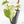 Fallopia Multiflora Albo/Pink Variegated (wk19-P)
