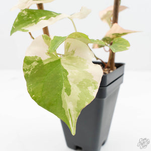 Fallopia Multiflora Albo/Pink Variegated (wk19-P)