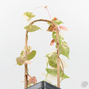 Fallopia Multiflora Albo/Pink Variegated (wk19-P)