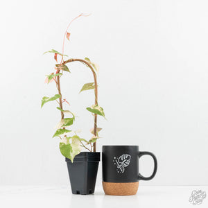 Fallopia Multiflora Albo/Pink Variegated (wk19-P)