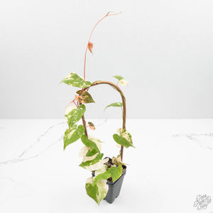Fallopia Multiflora Albo/Pink Variegated (wk19-P)