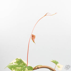 Fallopia Multiflora Albo/Pink Variegated (wk19-P)