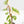 Fallopia Multiflora Albo/Pink Variegated (wk19-P)