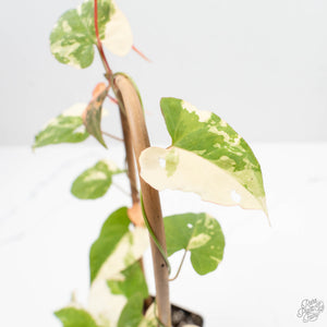 Fallopia Multiflora Albo/Pink Variegated (wk19-P)