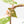 Fallopia Multiflora Albo/Pink Variegated (wk19-P)