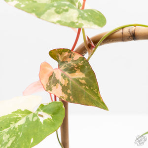 Fallopia Multiflora Albo/Pink Variegated (wk19-P)