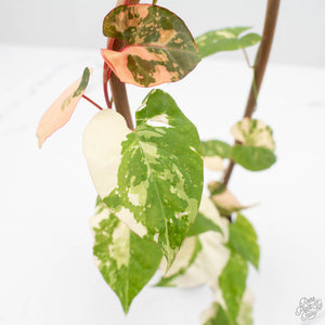 Fallopia Multiflora Albo/Pink Variegated (wk19-P)