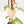Fallopia Multiflora Albo/Pink Variegated (wk19-P)