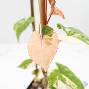Fallopia Multiflora Albo/Pink Variegated (wk19-P)