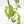 Fallopia Multiflora Albo/Pink Variegated (wk19-P)