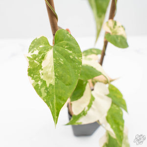 Fallopia Multiflora Albo/Pink Variegated (wk19-P)