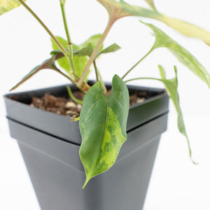 Fallopia Multiflora Aurea Variegated (wk32-B)