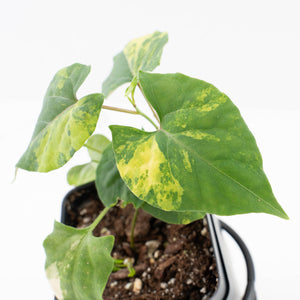 Fallopia Multiflora Aurea Variegated (wk32-B)