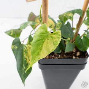 Fallopia Multiflora Aurea Variegated (wk39-L175)