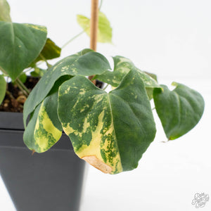 Fallopia Multiflora Aurea Variegated (wk39-L175)