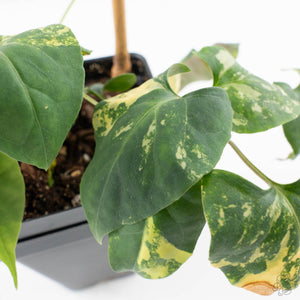 Fallopia Multiflora Aurea Variegated (wk39-L175)