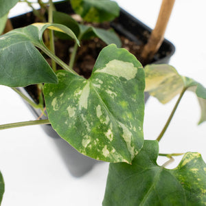 Fallopia Multiflora Aurea Variegated (wk39-L175)