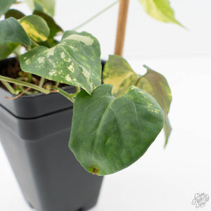 Fallopia Multiflora Aurea Variegated (wk39-L175)