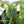 Fallopia Multiflora Aurea Variegated (wk39-L175)