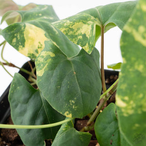 Fallopia Multiflora Aurea Variegated (wk39-L175)