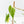 Fallopia Multiflora Aurea Variegated (wk39-L175)