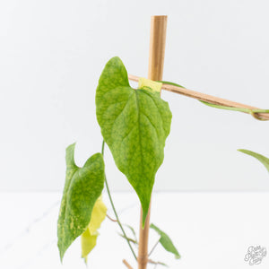 Fallopia Multiflora Aurea Variegated (wk39-L175)