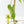 Fallopia Multiflora Aurea Variegated (wk39-L175)