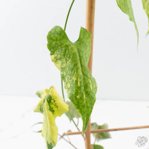 Fallopia Multiflora Aurea Variegated (wk39-L175)