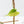Fallopia Multiflora Aurea Variegated (wk39-L175)