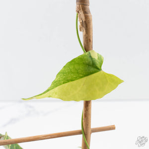 Fallopia Multiflora Aurea Variegated (wk39-L175)