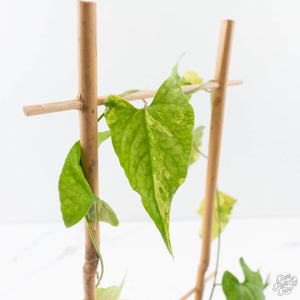 Fallopia Multiflora Aurea Variegated (wk39-L175)