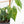 Fallopia Multiflora Aurea Variegated (wk39-L175)