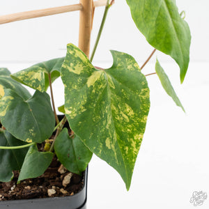 Fallopia Multiflora Aurea Variegated (wk39-L175)