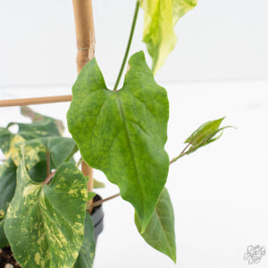 Fallopia Multiflora Aurea Variegated (wk39-L175)